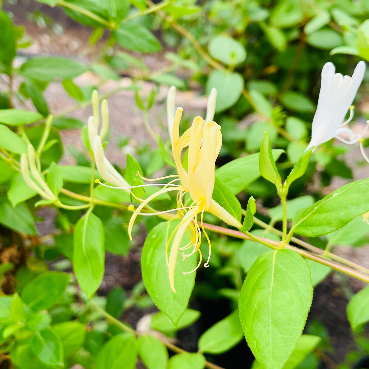 忍冬花-金银花