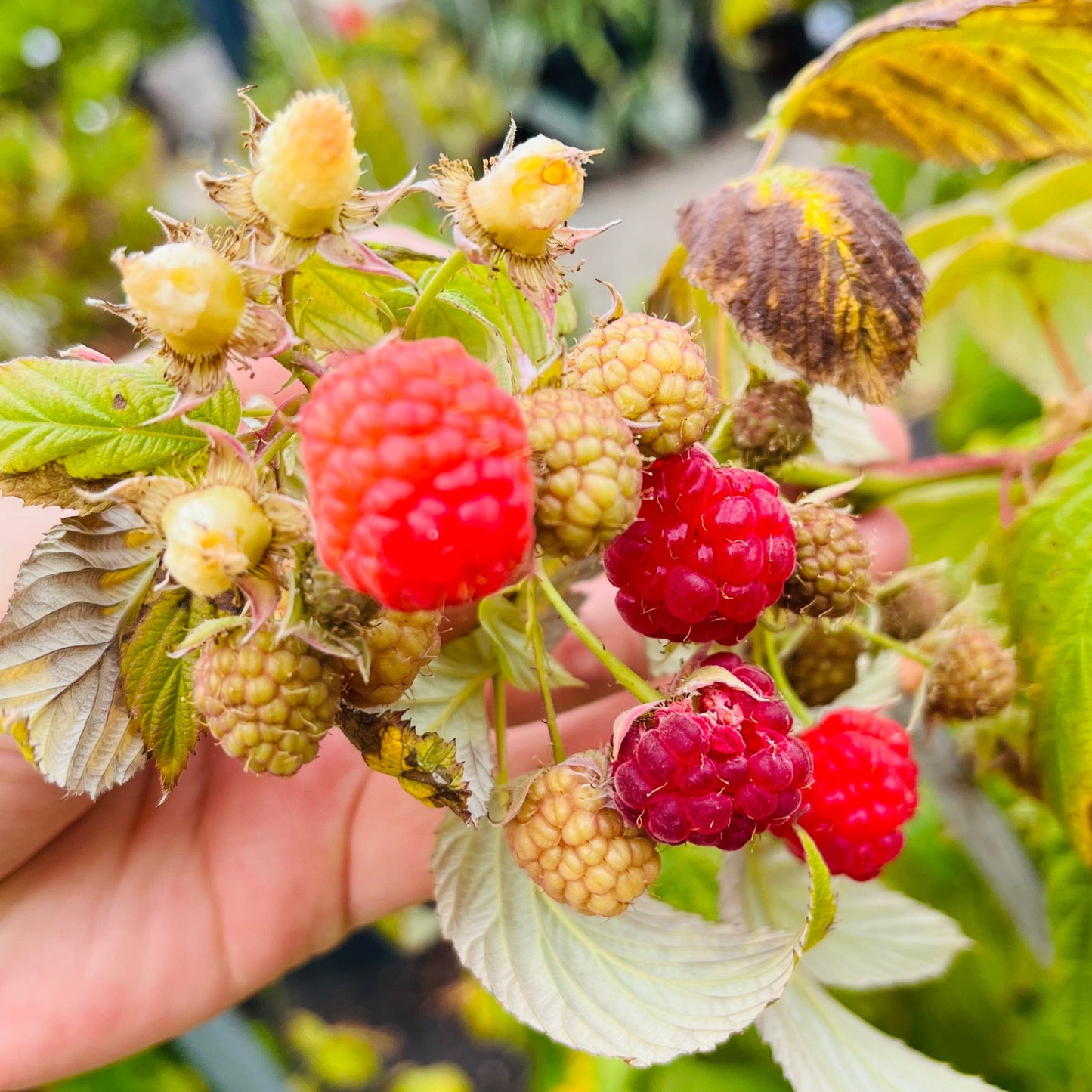 Raspberry-Cranberry Tree