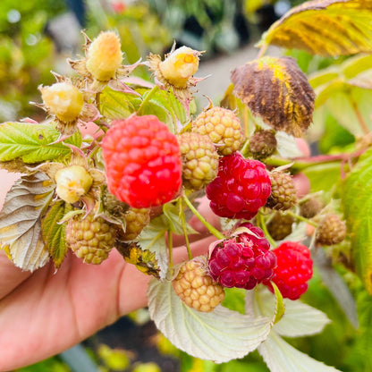 Raspberry-Cranberry Tree