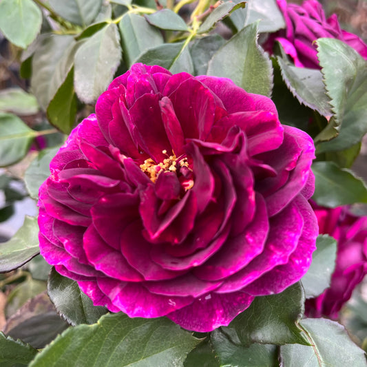 Floribunda Rose-Sound of Tide