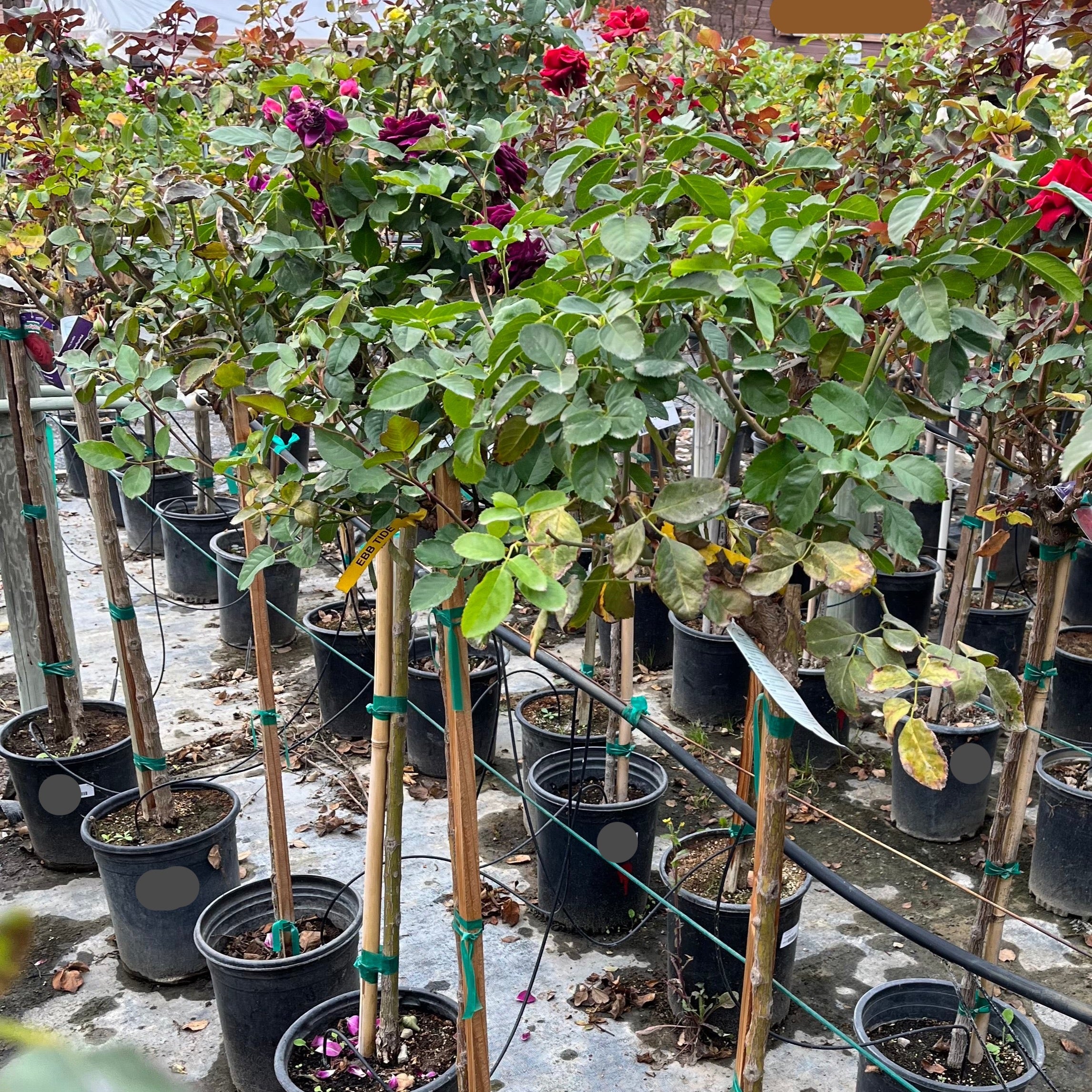 Ebb Tide™ Rose