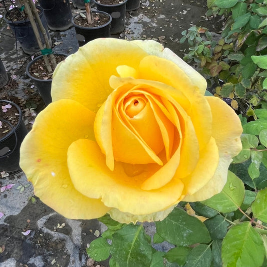 Tea Rose-Golden St. Pat