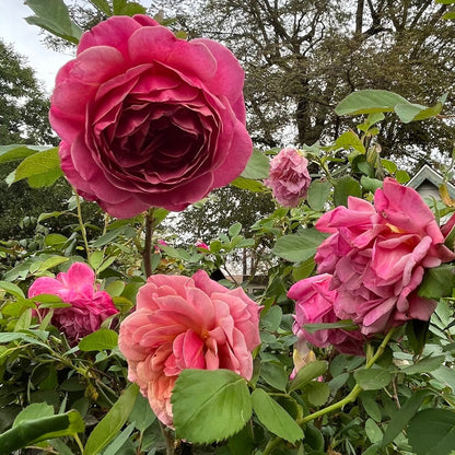 Floribunda Rose-Elegant Queen