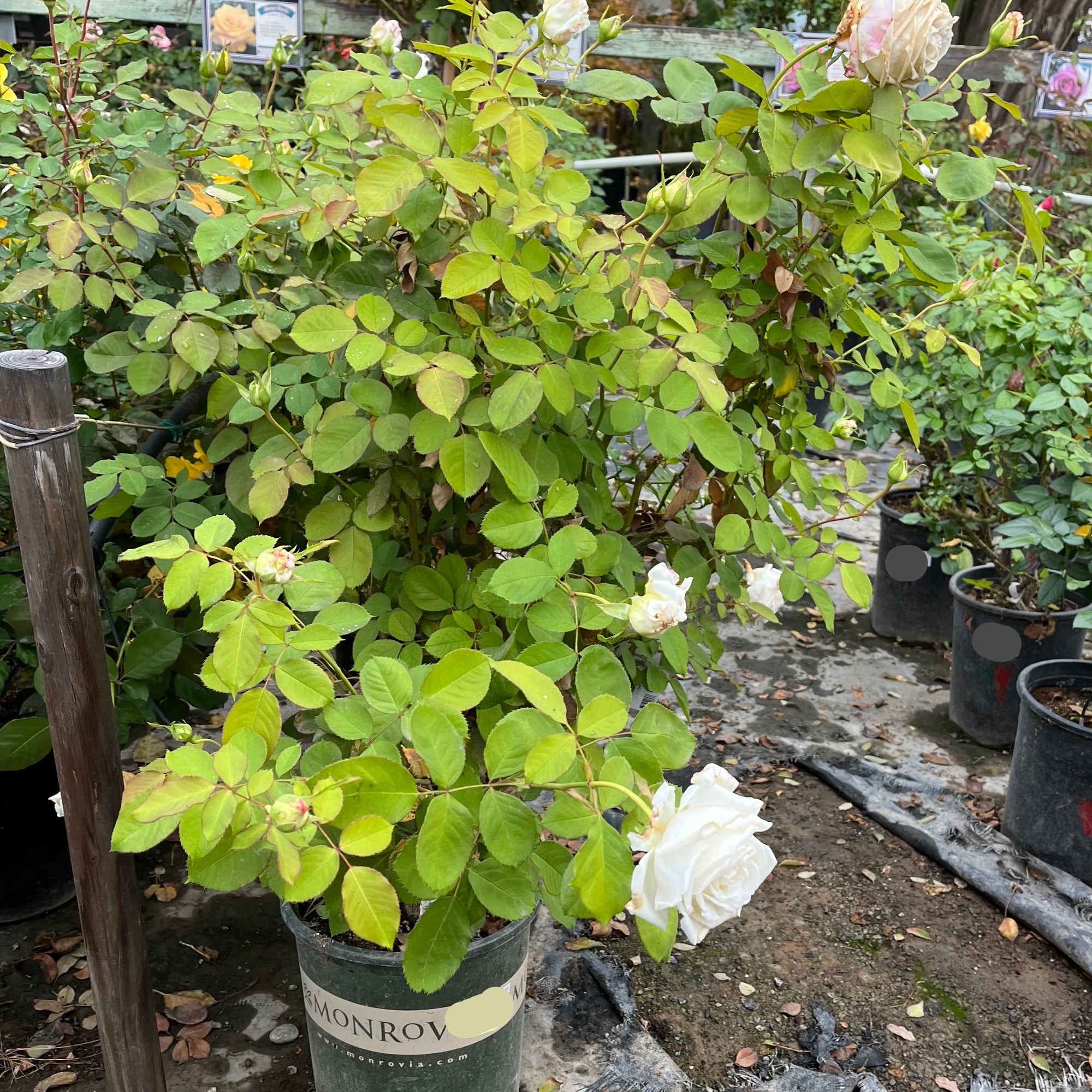 Pope John Paul II Rose