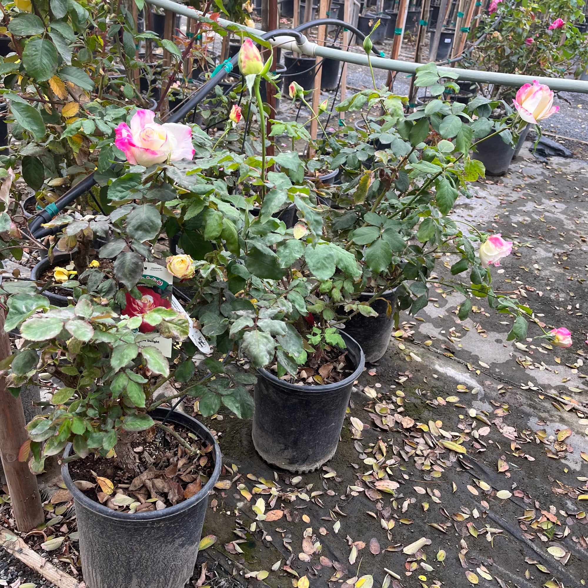 Double Delight Rose
