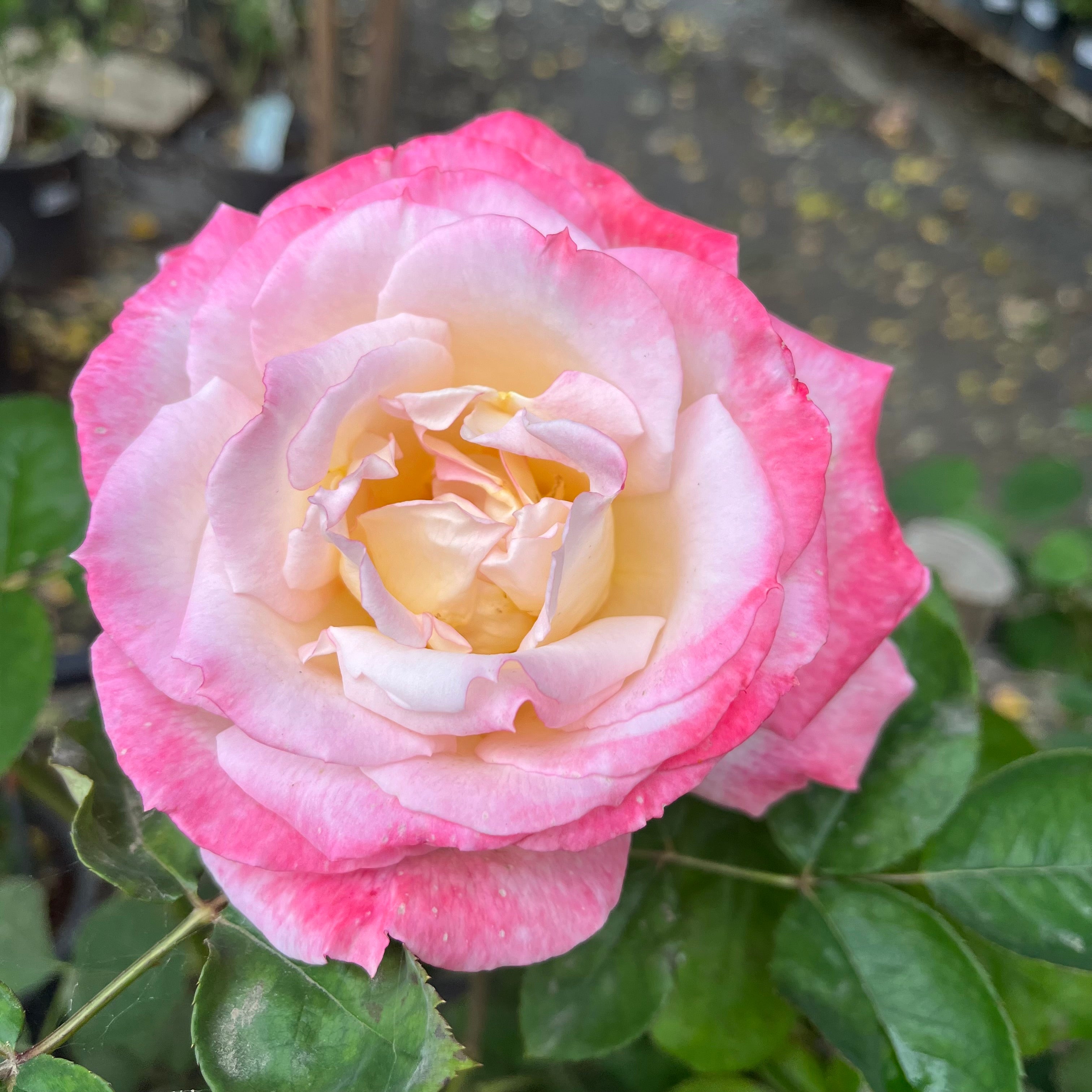 Secret Rose