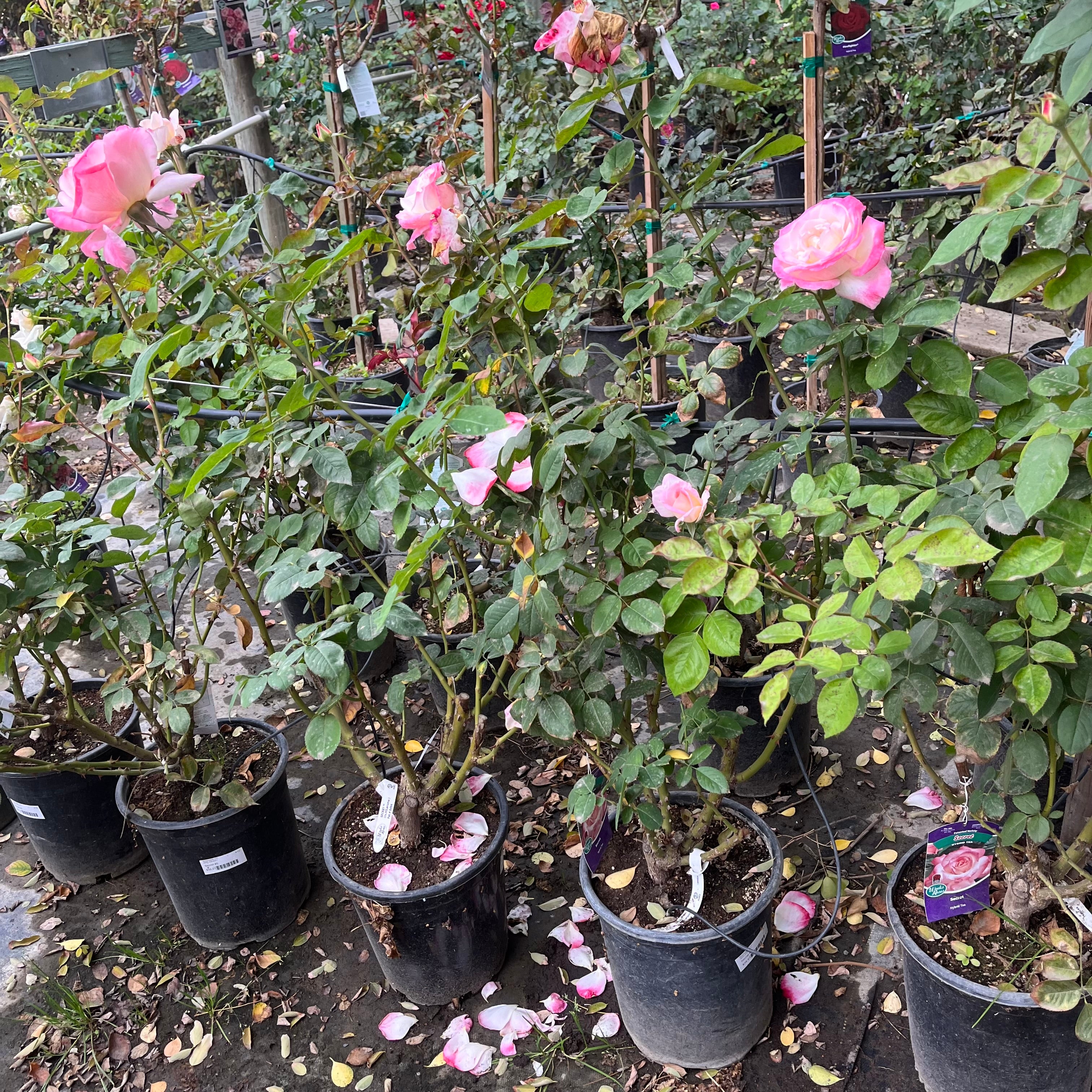 Secret Rose