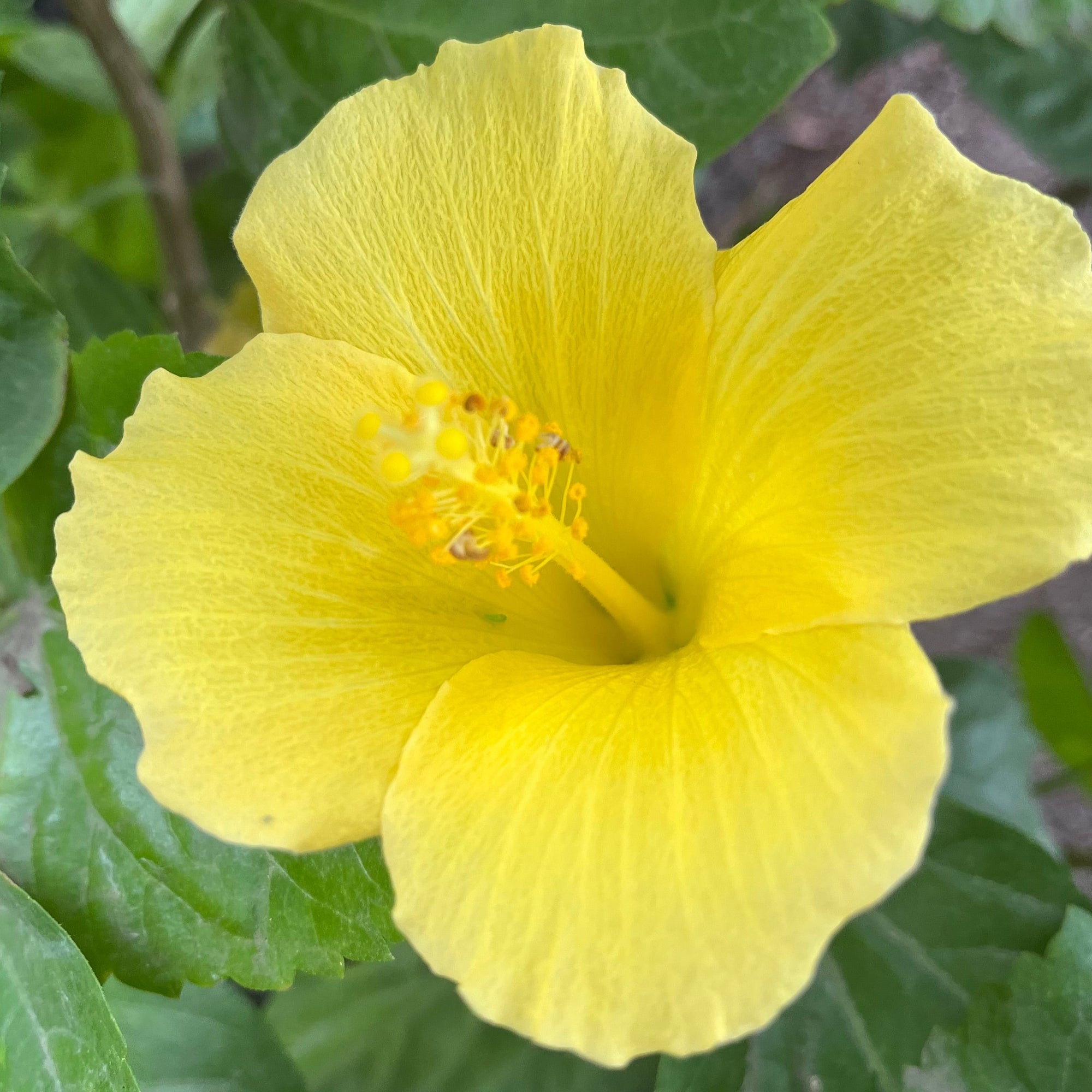 Butterfly Tropical Hibiscus
