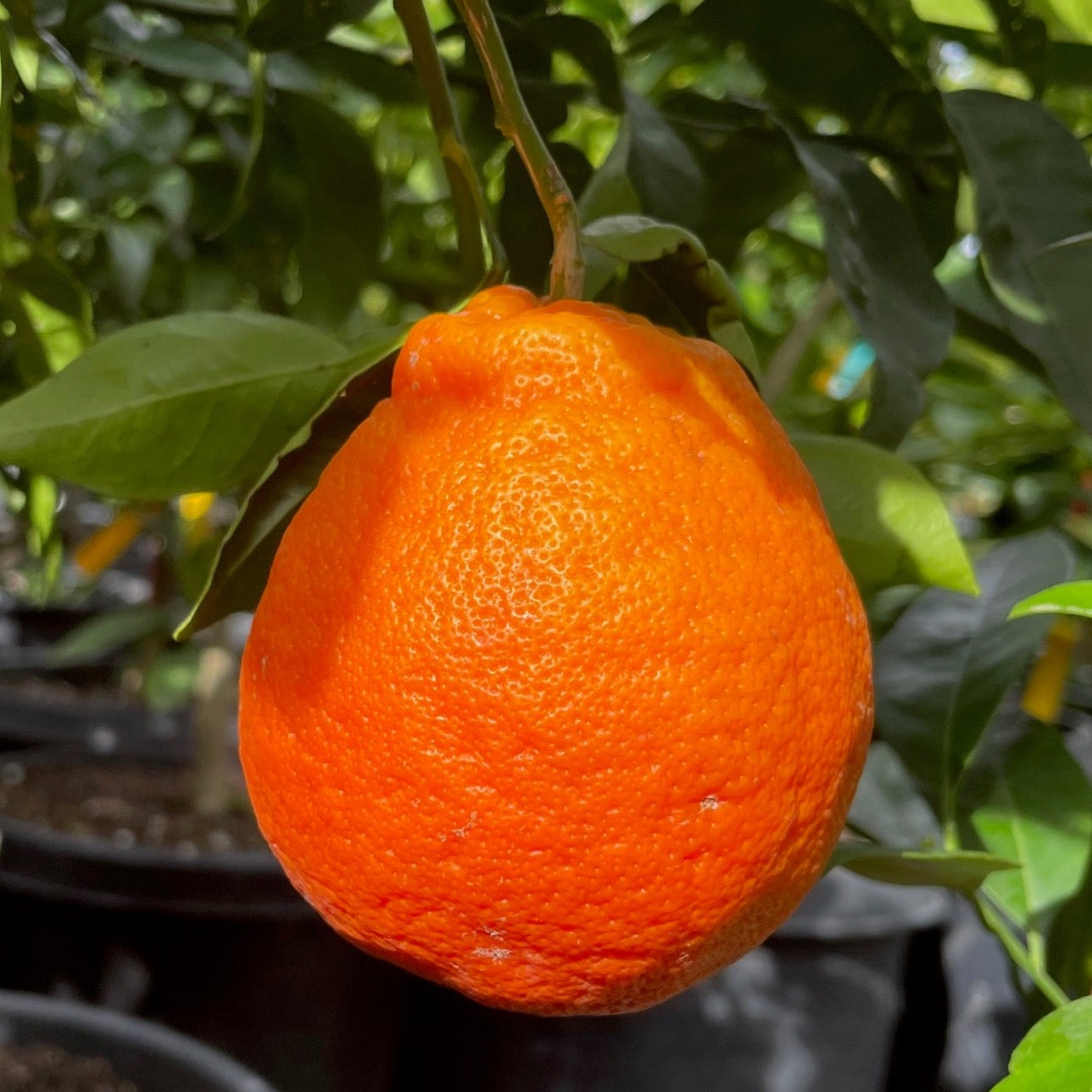 Citrus Tree-Minnie Mandarin