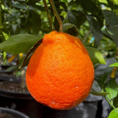 柑橘树-橘柚