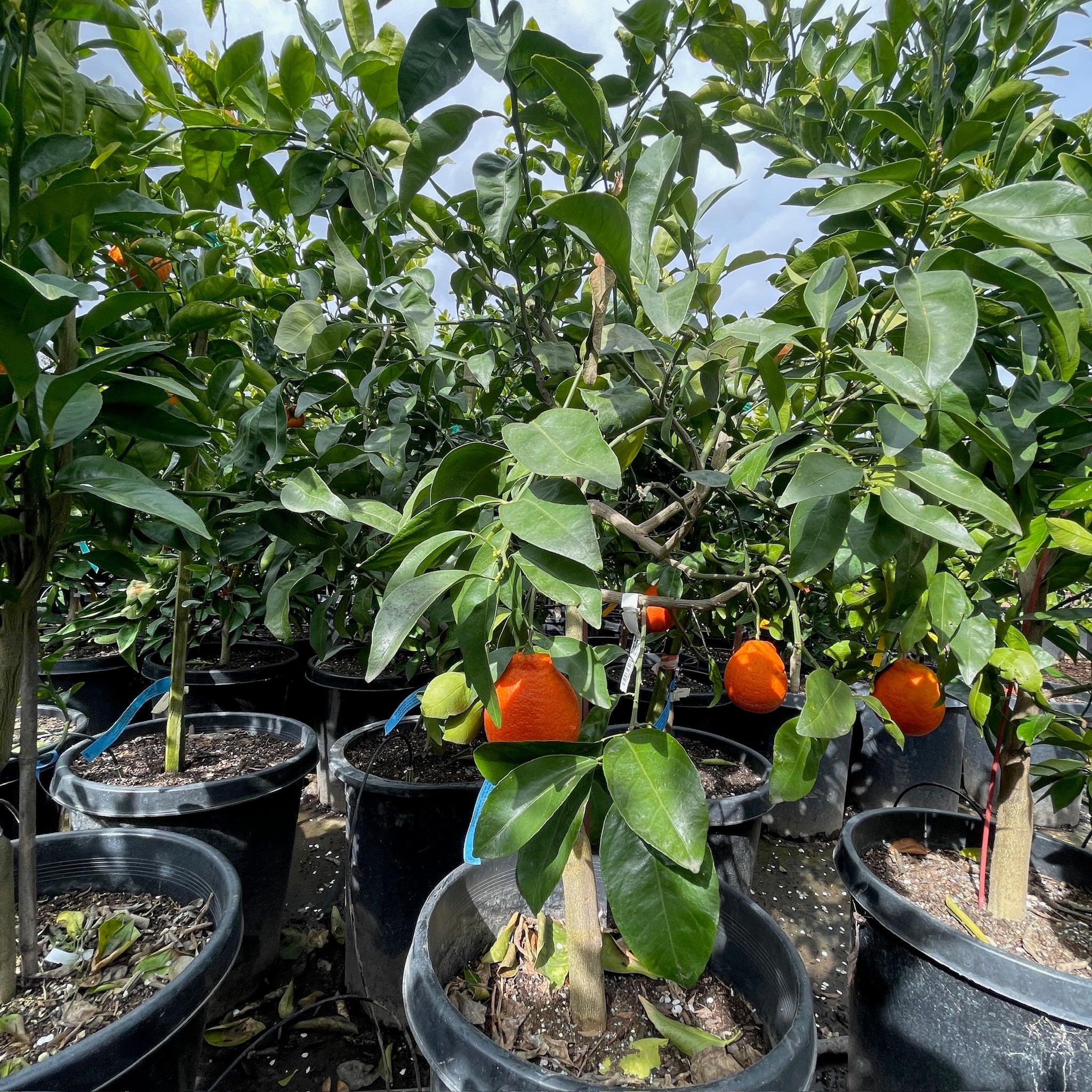 Minneola Tangelo