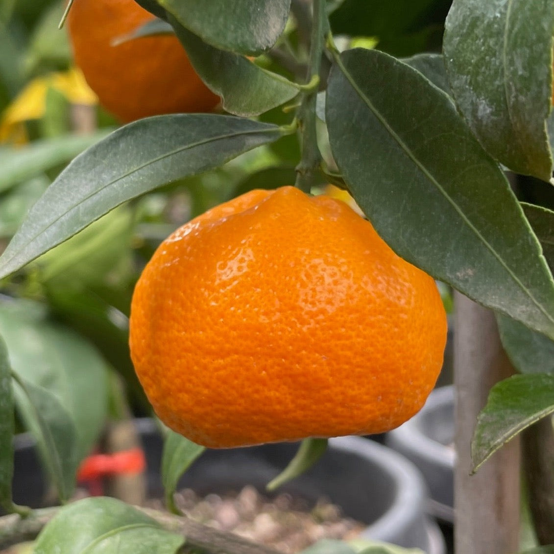 Honey Mandarin