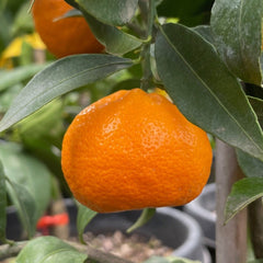 橘子树-蜜糖橘
