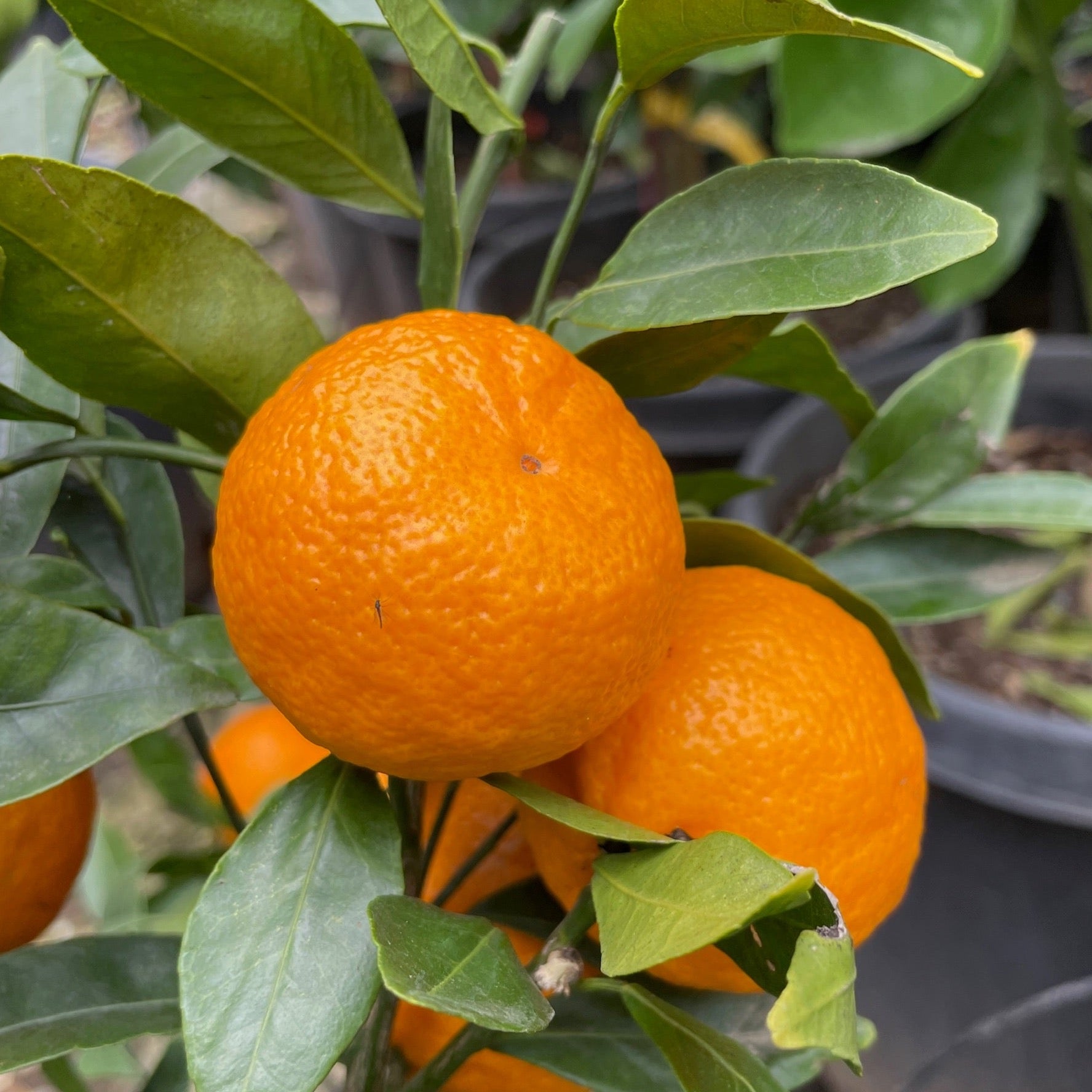 Honey Mandarin