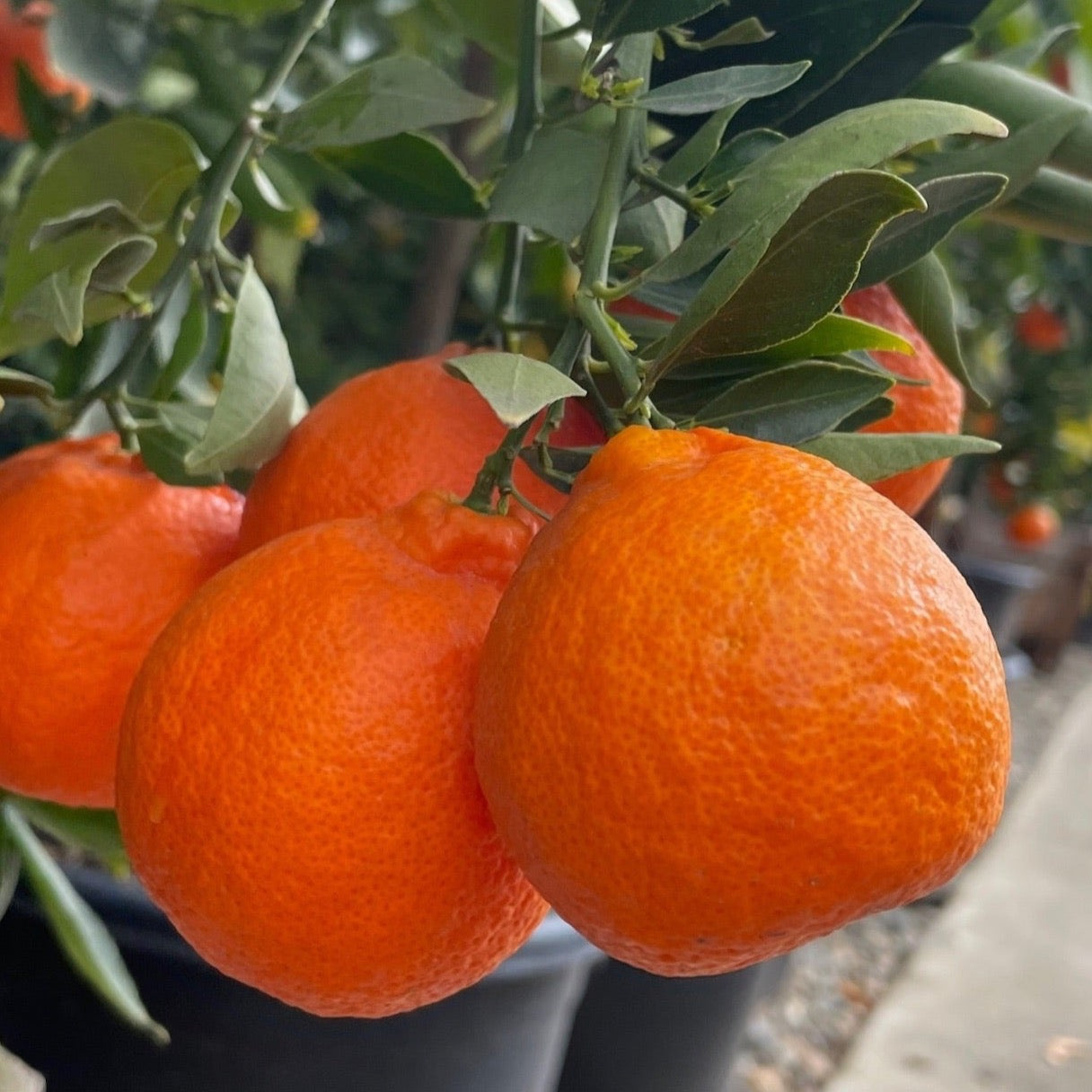 Tahoe Gold Mandarin