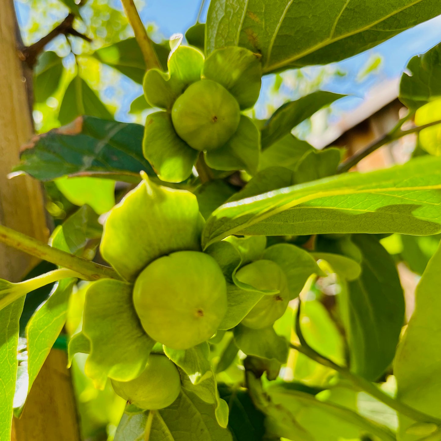 Persimmon Tree-Jiro Fuyu Crisp Persimmon