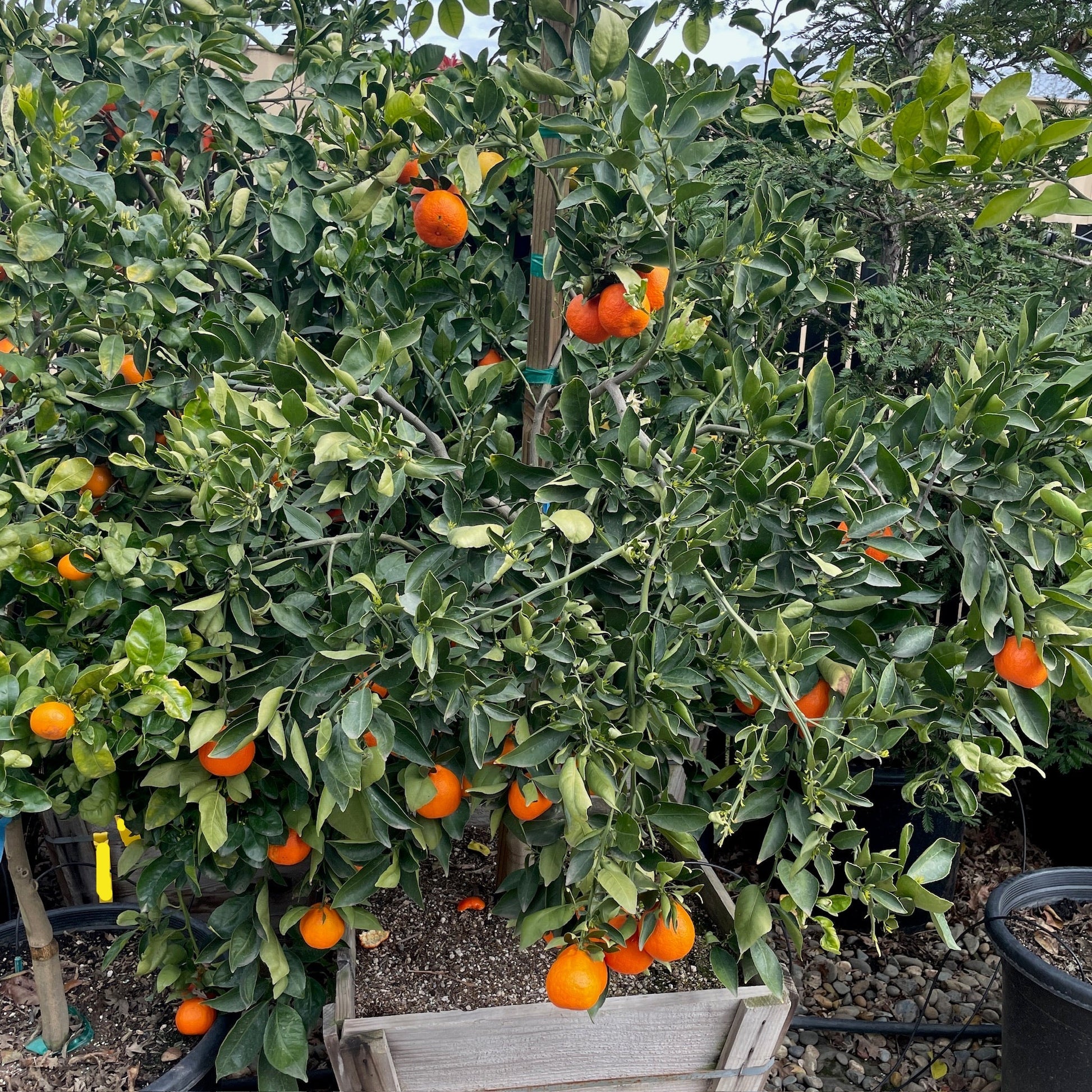 Tahoe Gold Mandarin