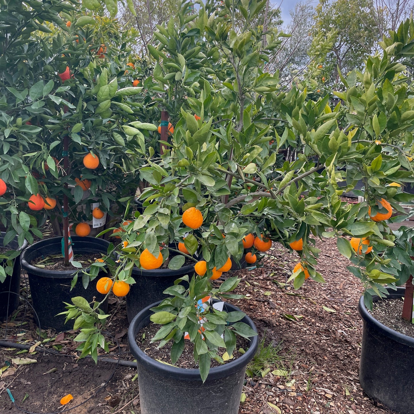 Citrus Trees - Satsuma Mandarin