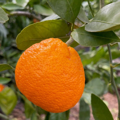 柑橘树-萨摩蜜柑