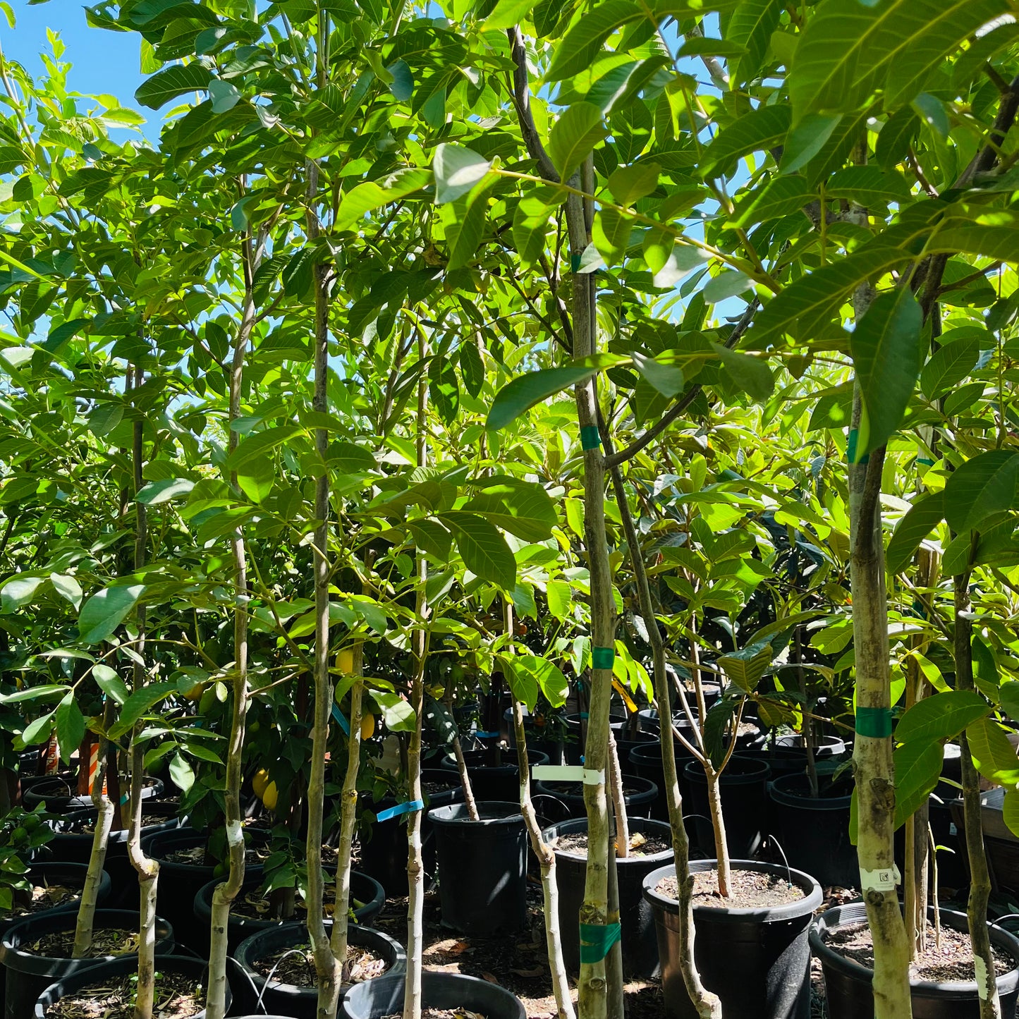 Nut Trees - Walnut Trees