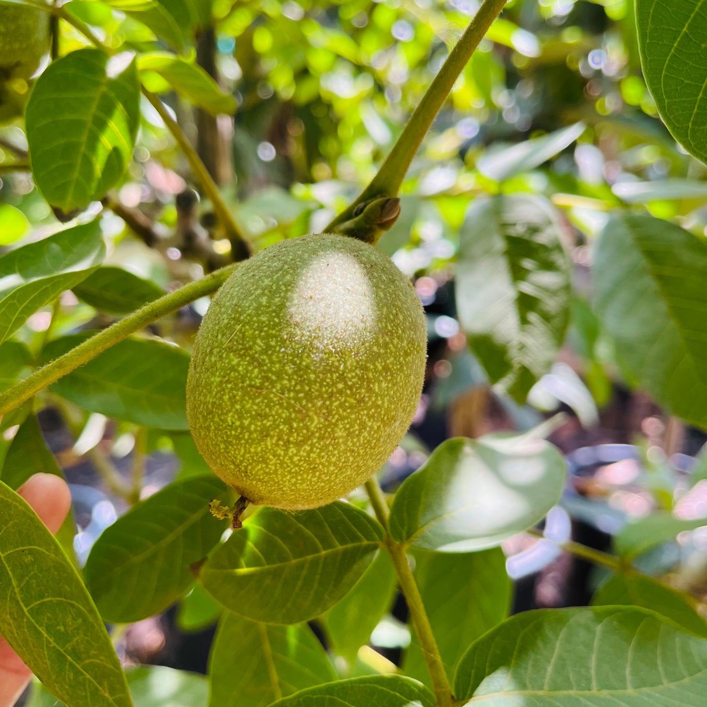 Nut Trees - Walnut Trees