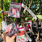 Peach Tree-Four-in-one Peach Tree