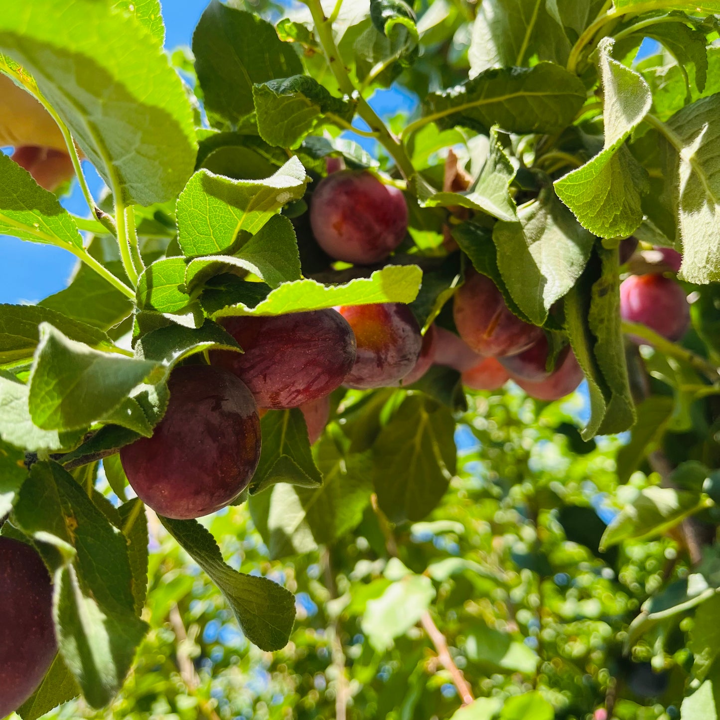 European plum-sweet prune