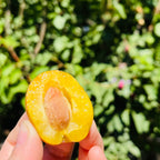 Sugar Prune
