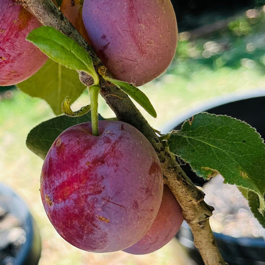 European plum-sweet prune