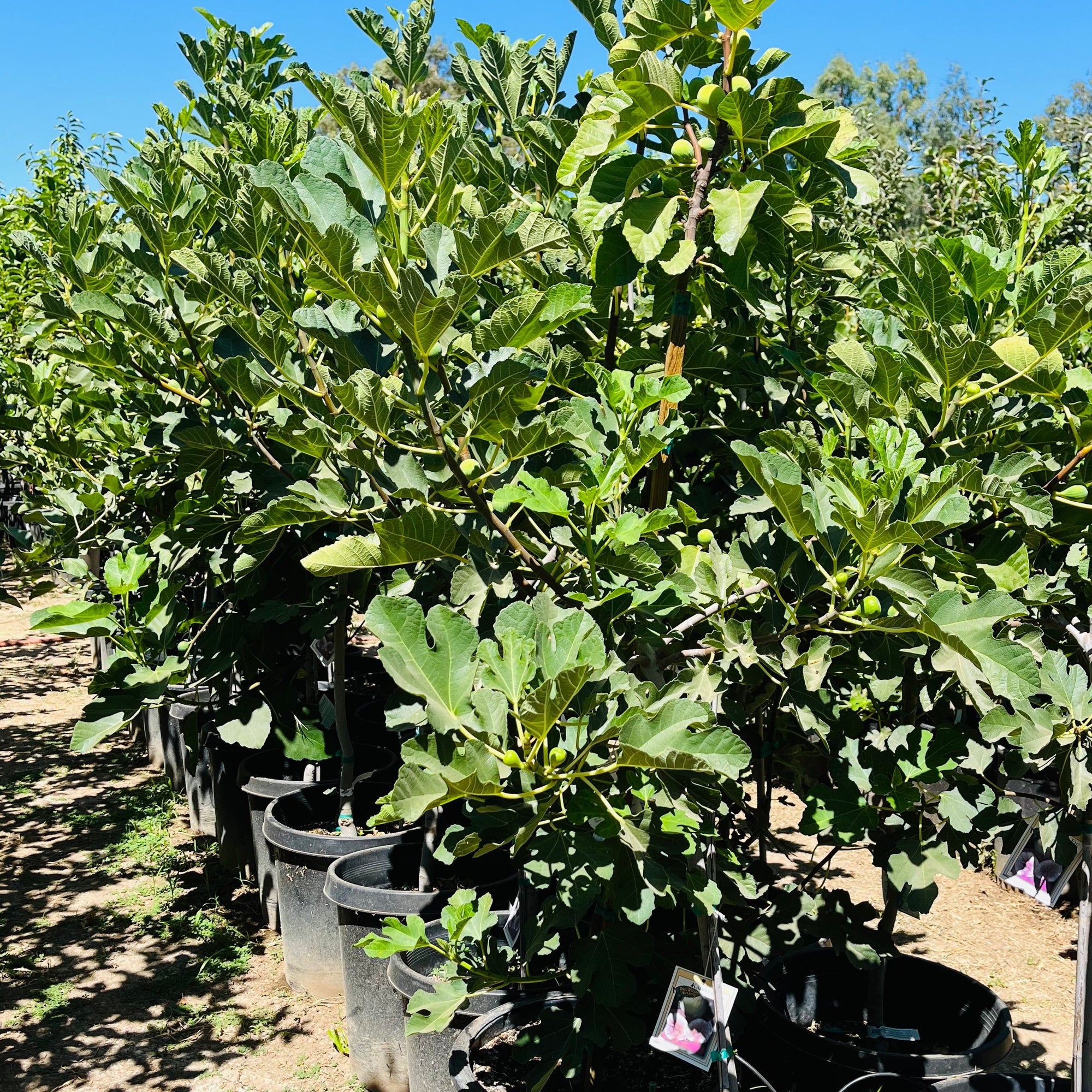 Kadota Fig