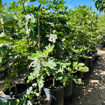 Fig Tree - Brown Türkiye