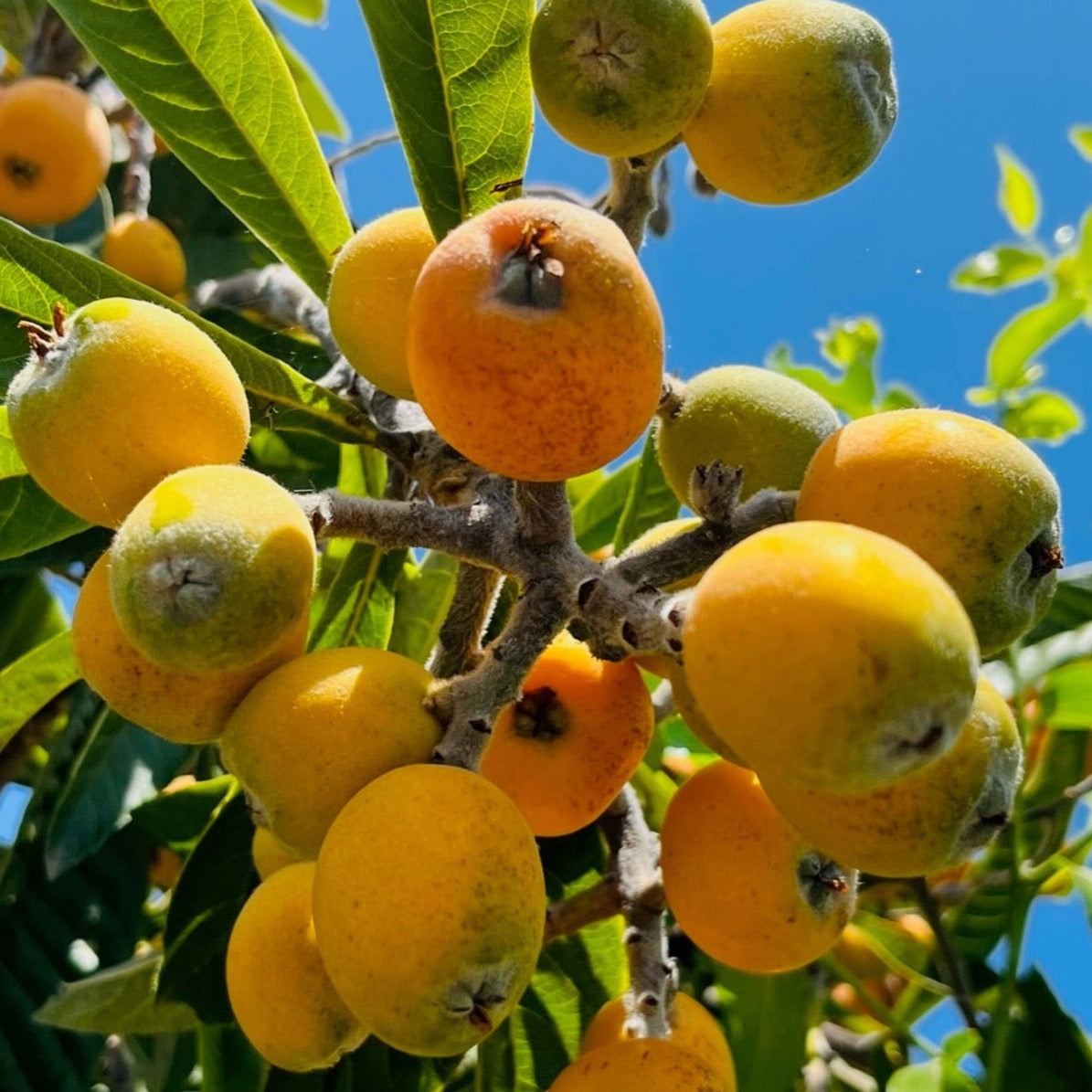 Gold Nugget Loquat /Chamgange Gold Nugget