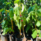 番荔枝树-茶妃释迦