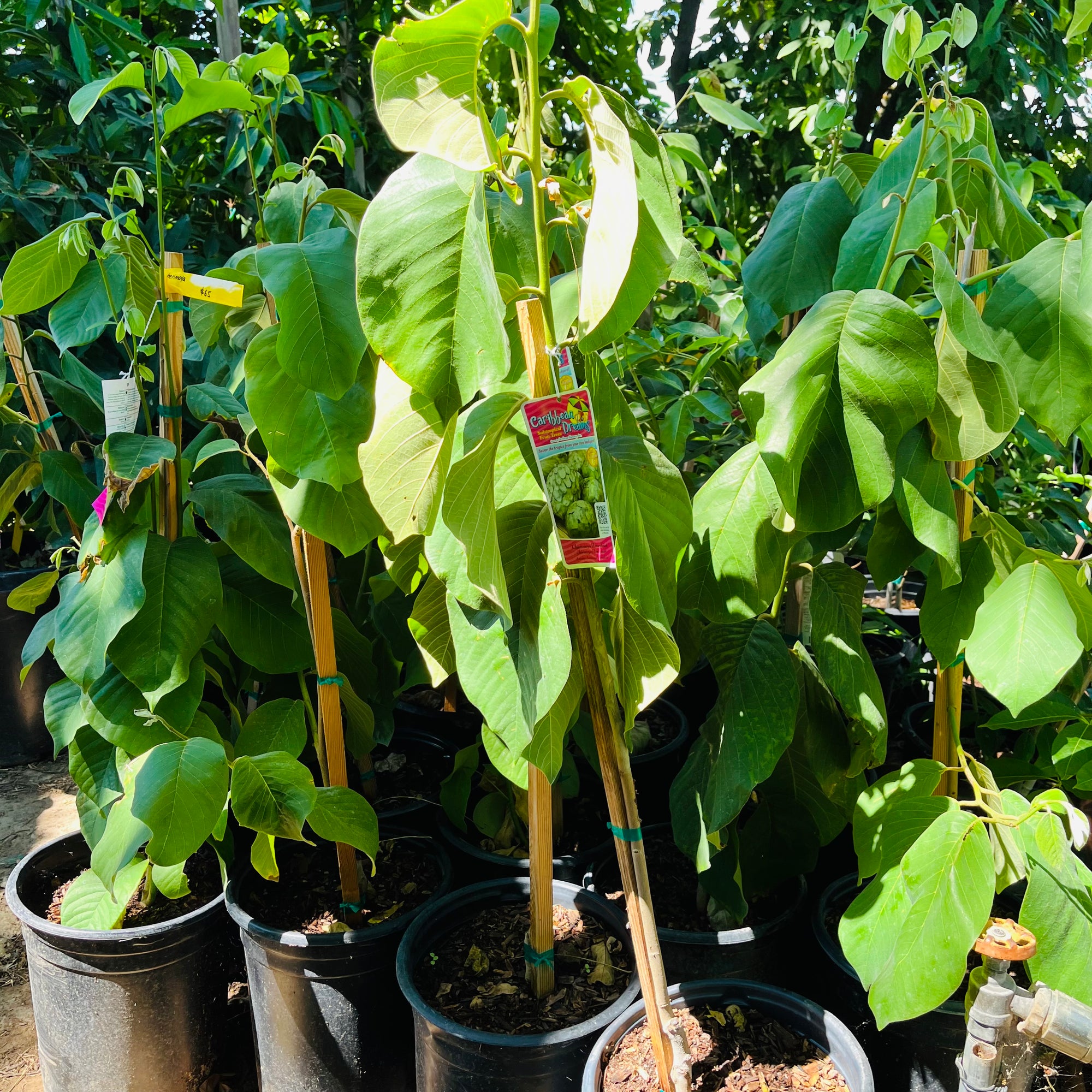 番荔枝树-茶妃释迦