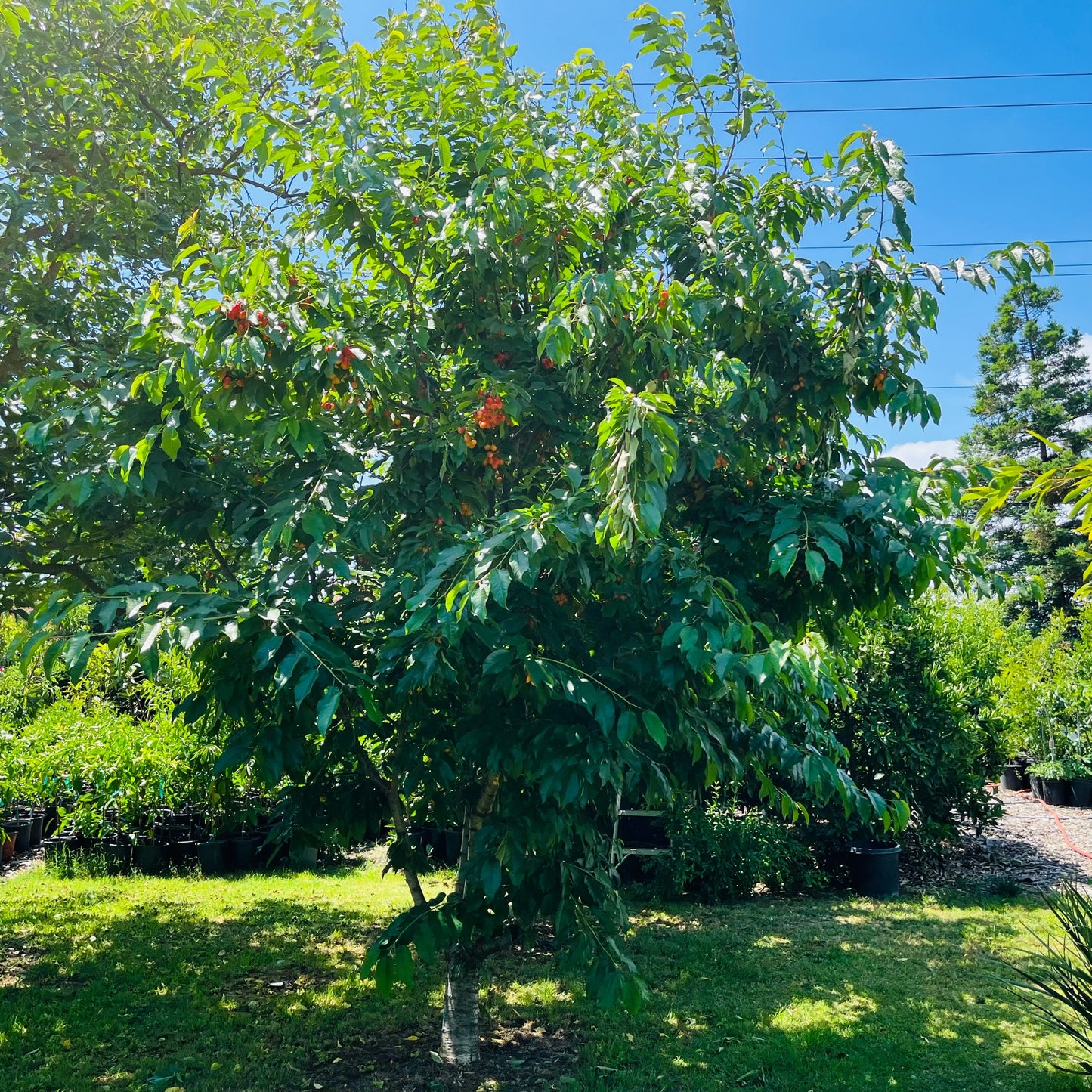 Cherry Trees - Rabins Sweet Cherry