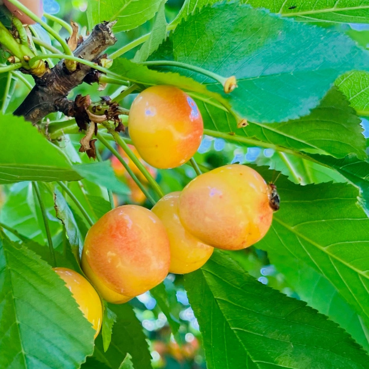 Cherry Trees – Rainier Yellow Cherry