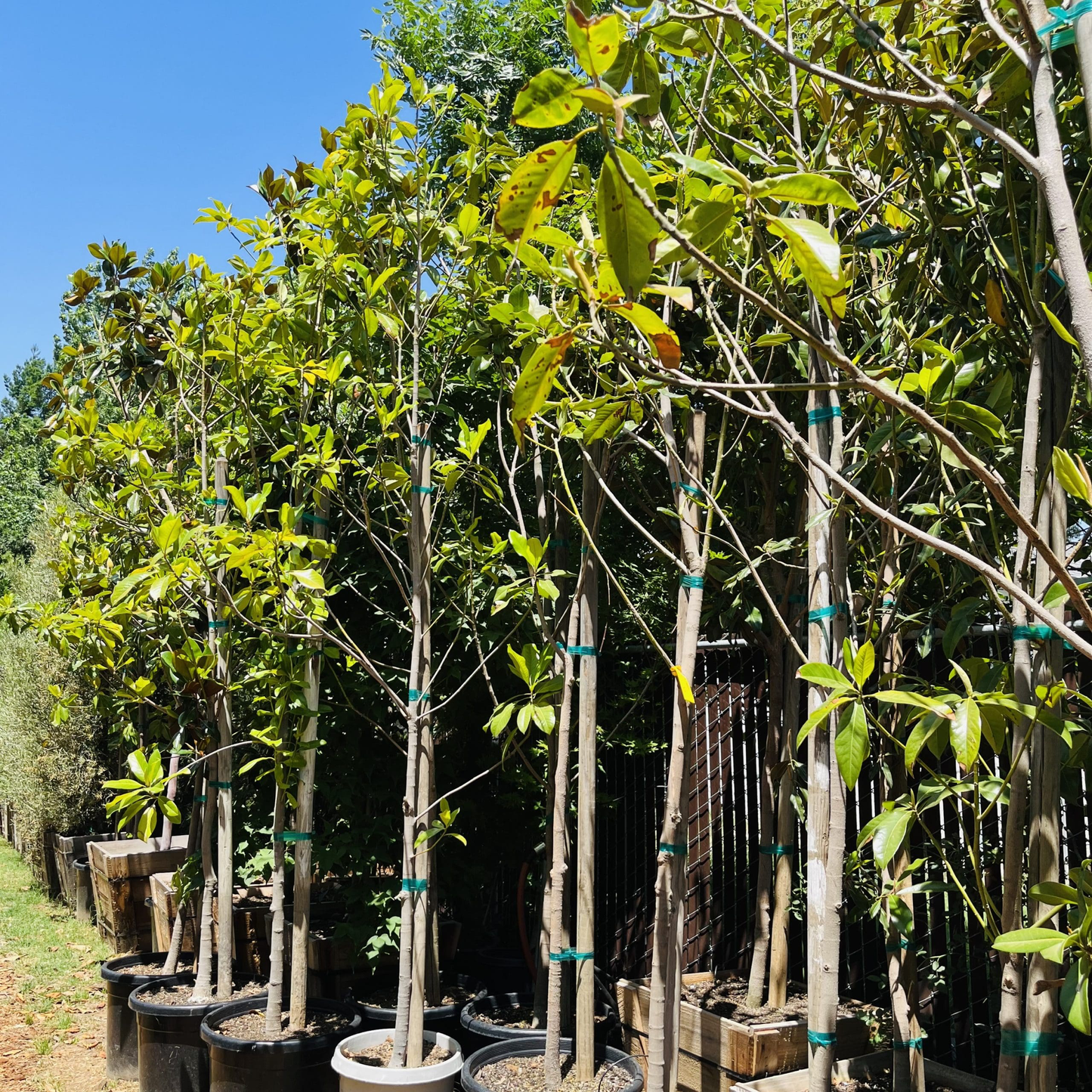 Magnolia grandiflora-Lotus Magnolia