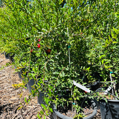 Soft Seed Pomegranate Tree - Pafianca