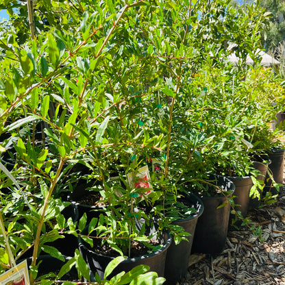 Pomegranate Tree-Wonderful Pomegranate