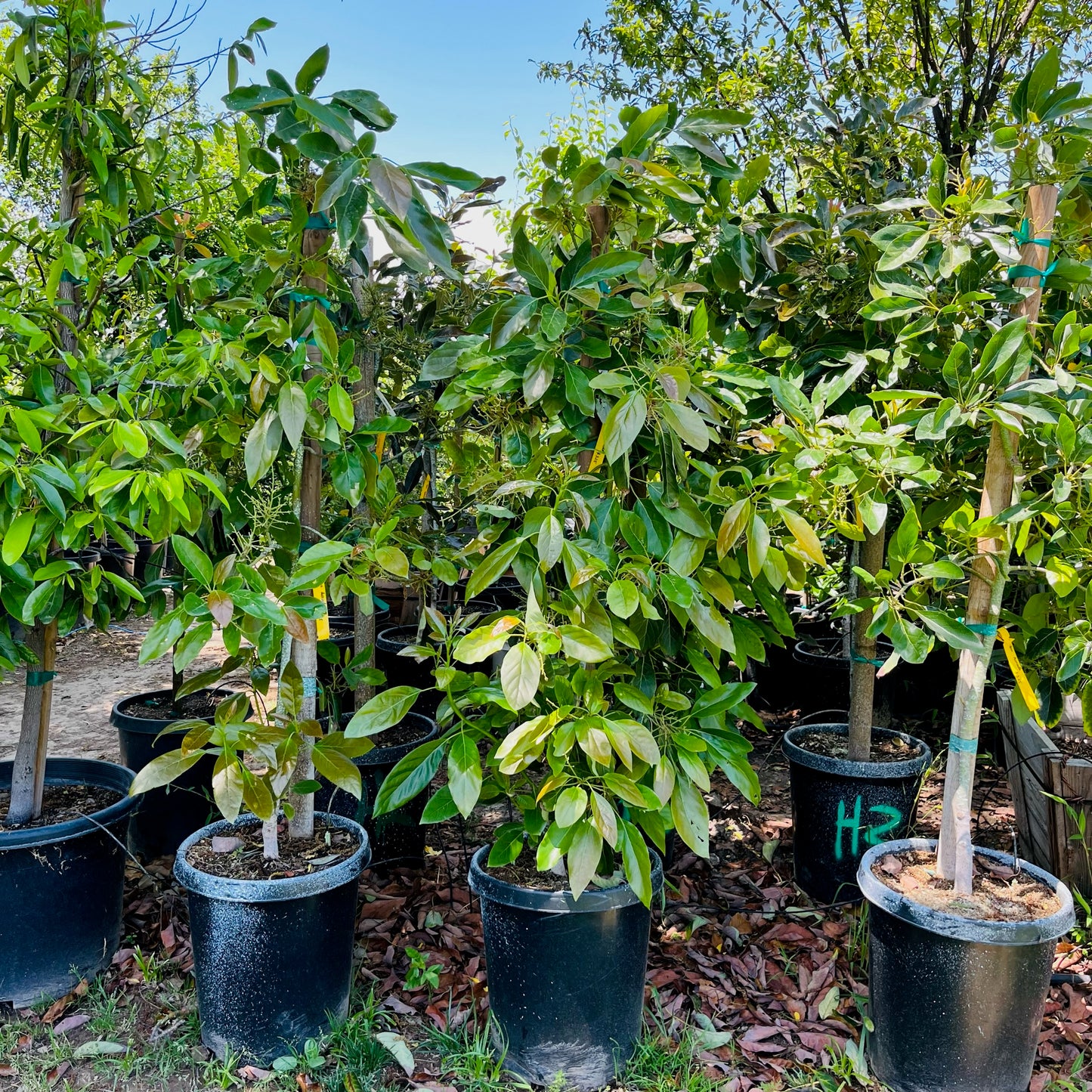 Avocado Tree-Fort