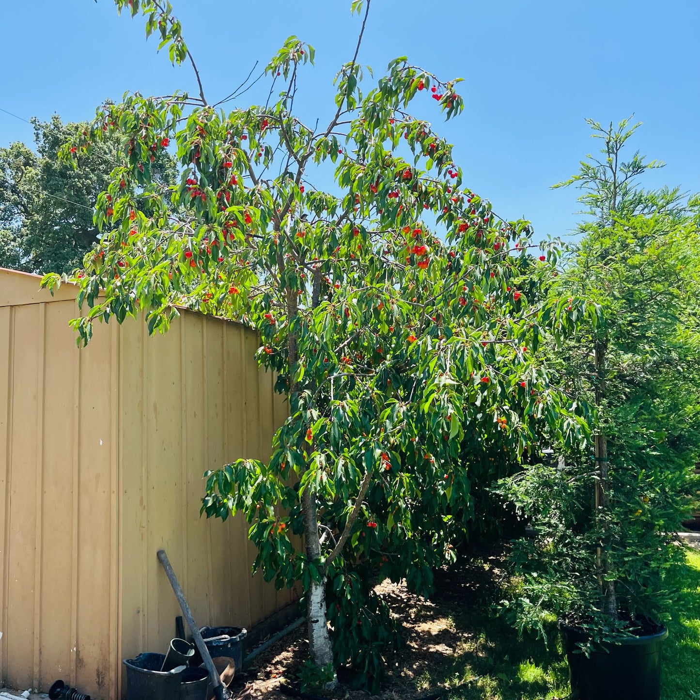 Cherry Trees - Southern California Fruiting Cherries