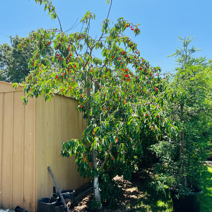 Cherry Trees - Southern California Fruiting Cherries