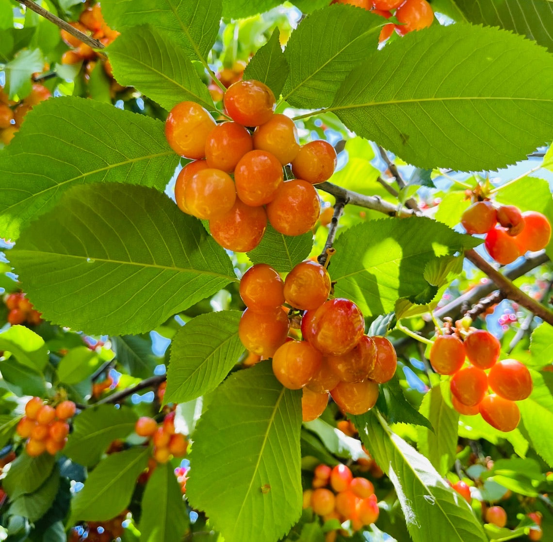 Cherry Trees – Rainier Yellow Cherry