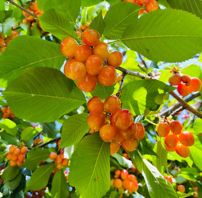 Cherry Trees – Rainier Yellow Cherry