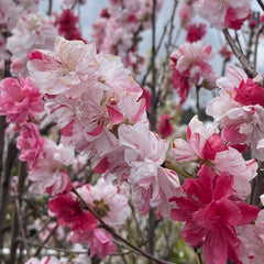 桃花树-三色桃花树