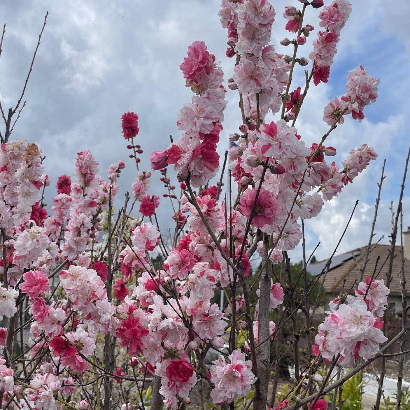 三色桃花