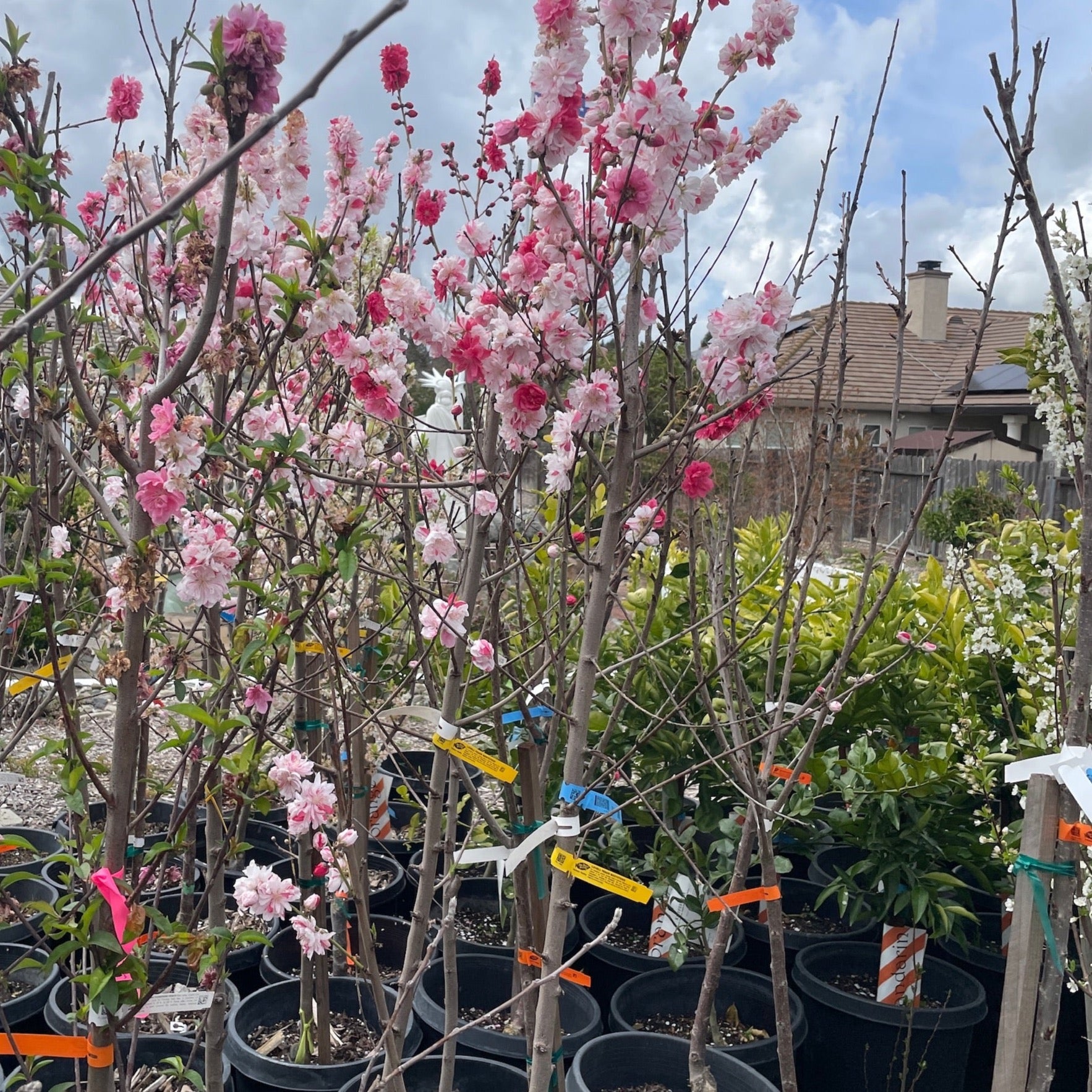 三色桃花