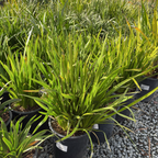 袋鼠爪-丛林黄金