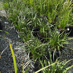 袋鼠爪-丛林辉光