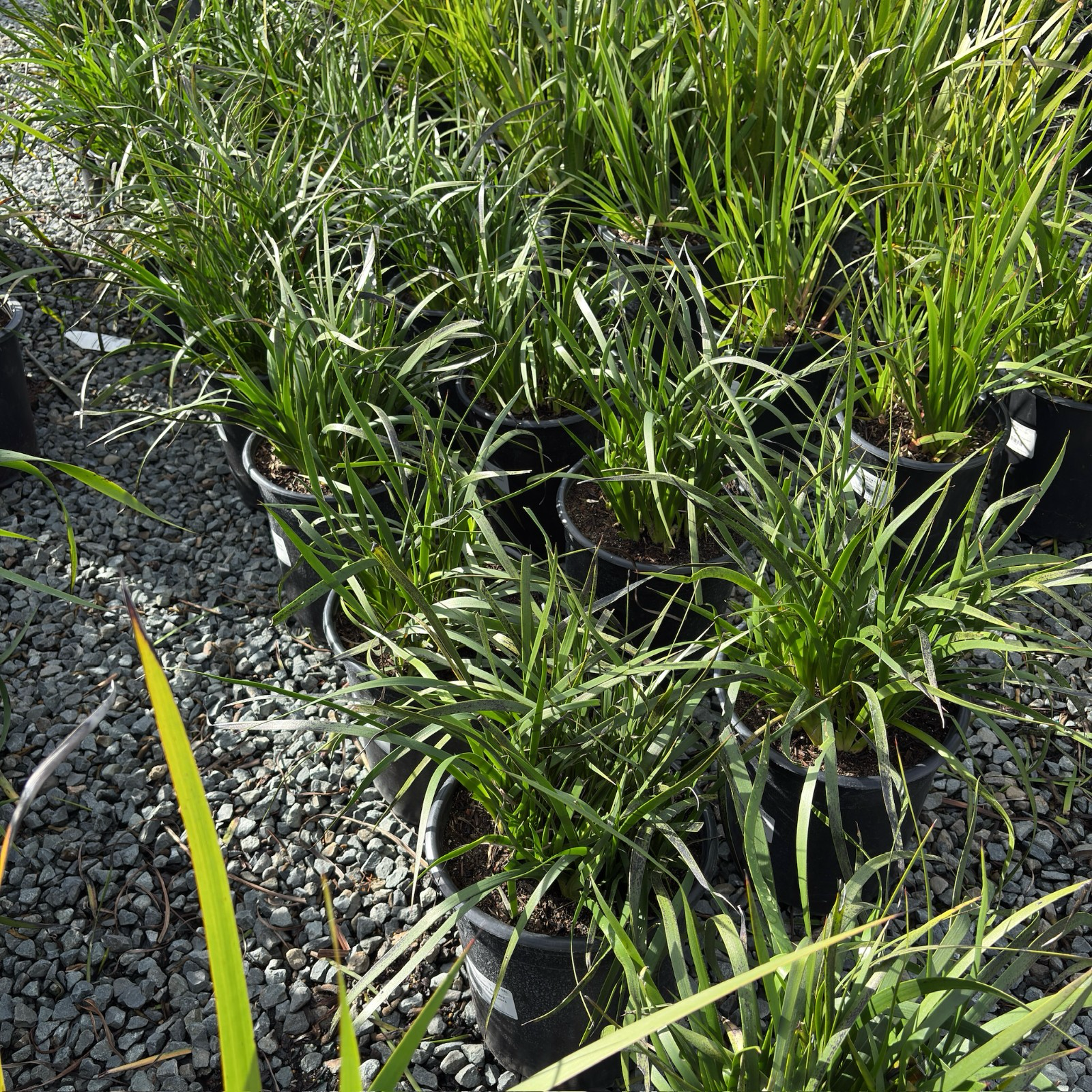 袋鼠爪-丛林辉光